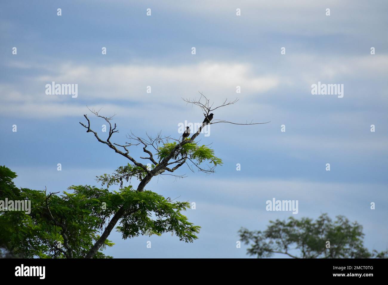 Vögel sitzen auf Bäumen Stockfoto