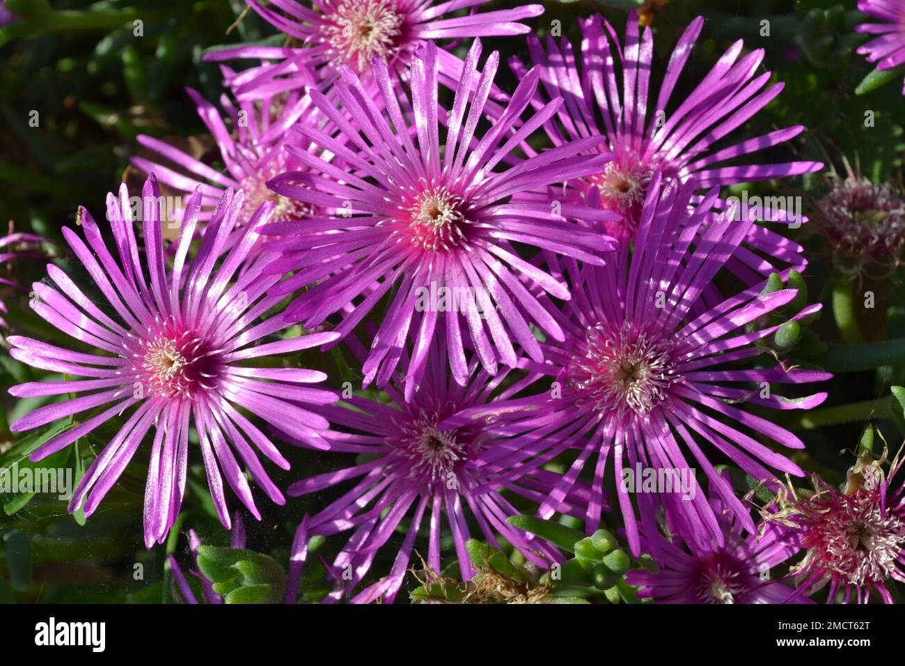 Nahaufnahme der Blumen auf der nachlaufenden Eispflanze Lampranthus  Stockfotografie - Alamy