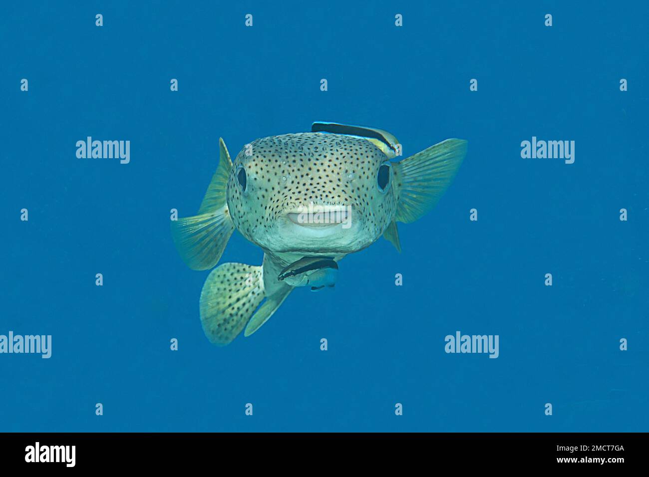 Stachelfische mit sauberem Wrack in der Reinigungsstation. Nahaufnahme eines Pufferfisches mit bluestreak-Rinderwrack unter der Wasseroberfläche Stockfoto