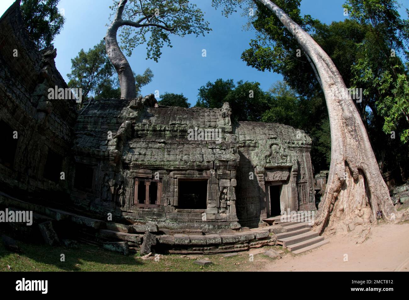 Feigenbaum (Ficus sp.) von Galerie, Ta Prohm Tempel, Angkor Komplex, Siem Riep, Kambodscha Stockfoto