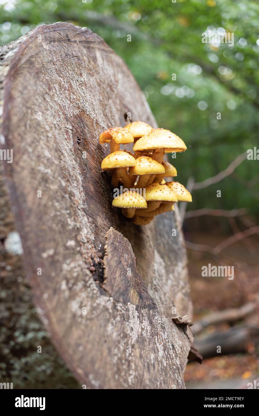 Gelbe Pilze auf einem abgesägten Baumstamm Stockfoto