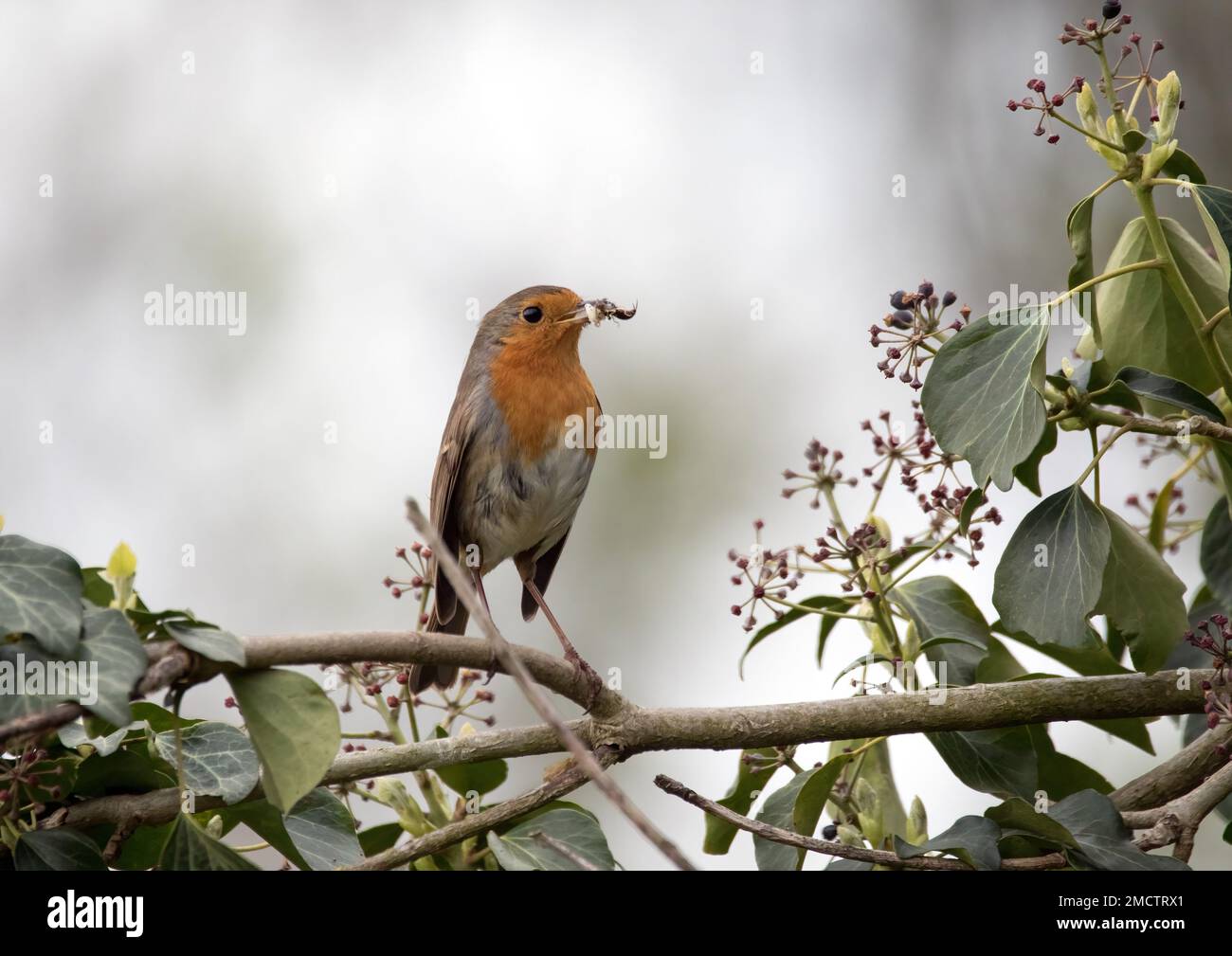Robin mit Insekten im Schnabel Stockfoto