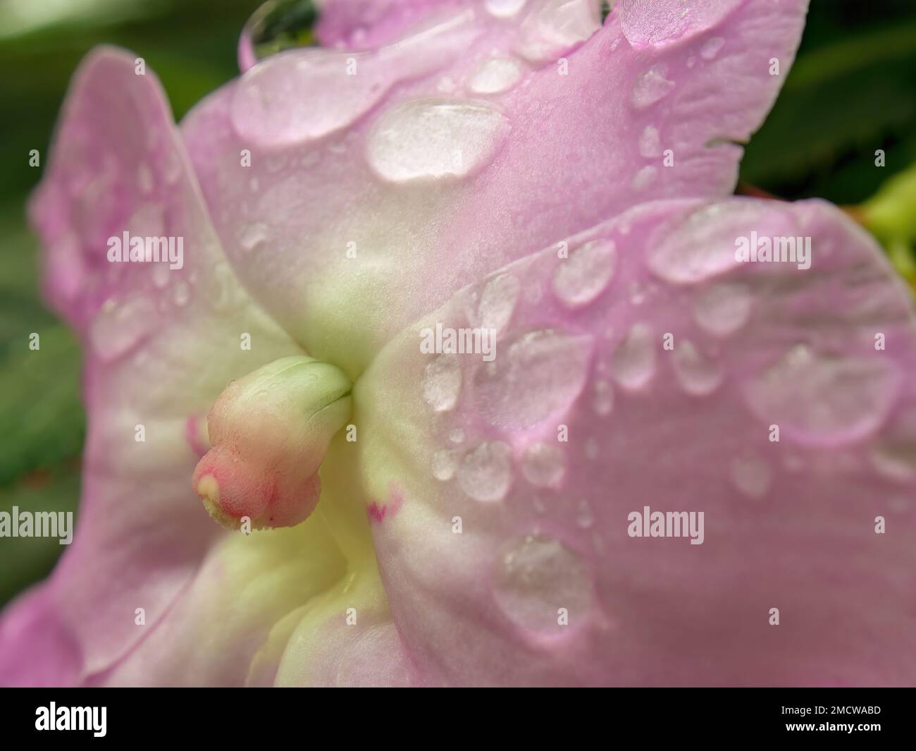 Makrofotografie von Regentropfen auf einer Rhododendron-Blume des armen mannes, die in einem Garten in der Nähe der Kolonialstadt Villa de Leyva im Zentrum Kolumbiens aufgenommen wurde. Stockfoto