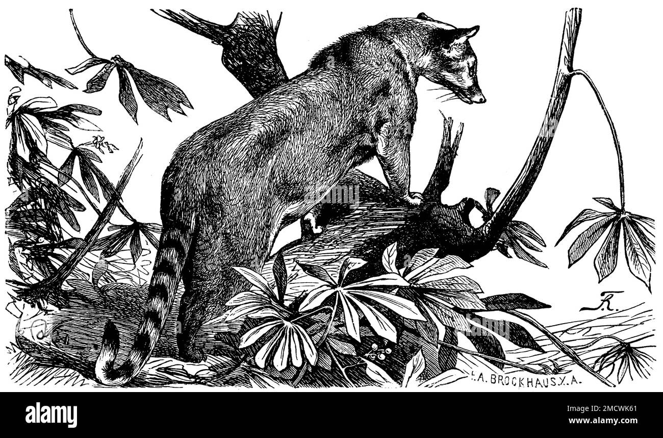 Ringtail, Bassariscus astutus, R. F[riese] u. F.A. Brockhaus (Zoologiebuch, 1882), Nordamerikanisches Katzenfrett, Bassari rusé Stockfoto