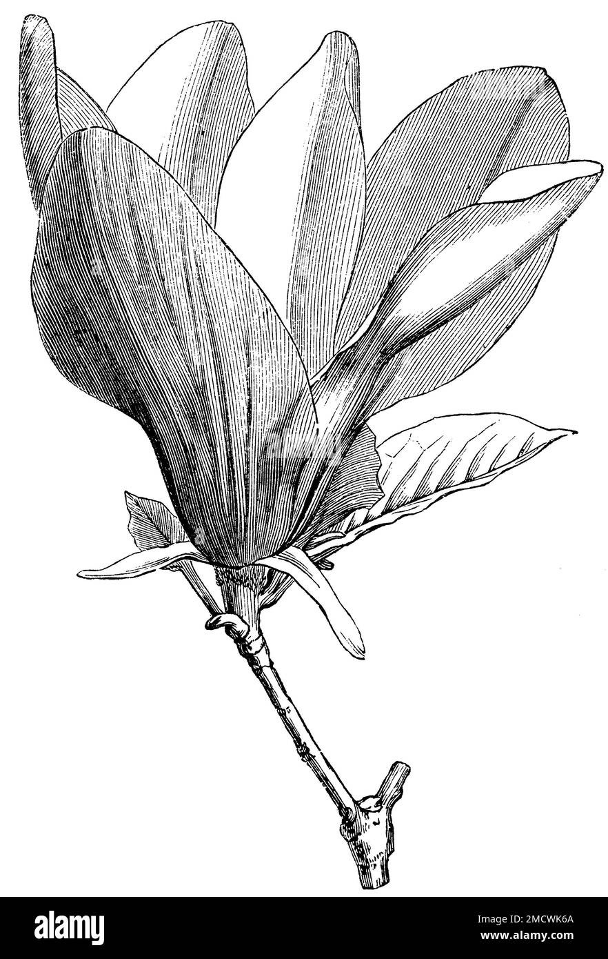 Lila Magnolie, Blume, Magnolia liiflora, anonym (, ), Purpur-Magnolie, Blüte, Magnolia à fleurs de Lis, fleur Stockfoto