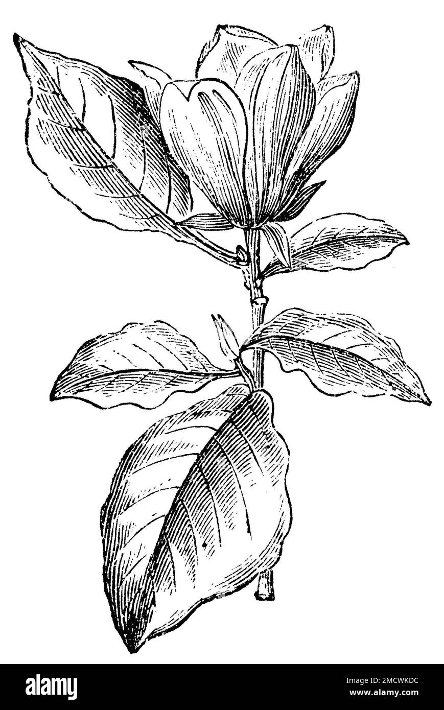 Japanisches Big Leaf Magnolia, Magnolia obovata (Gartenbuch, 1877), Honoki-Magnolie, Magnolia obovata Stockfoto