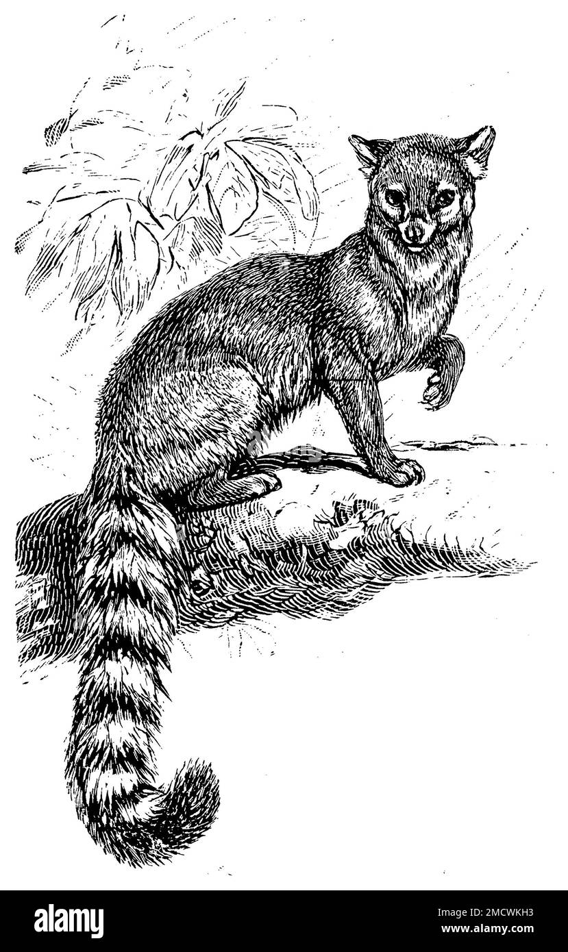 Ringtail, Bassariscus astutus, C. G. Specht (XA) (Enzyklopädie, 1893), Nordamerikanisches Katzenfrett, Bassari rusé Stockfoto