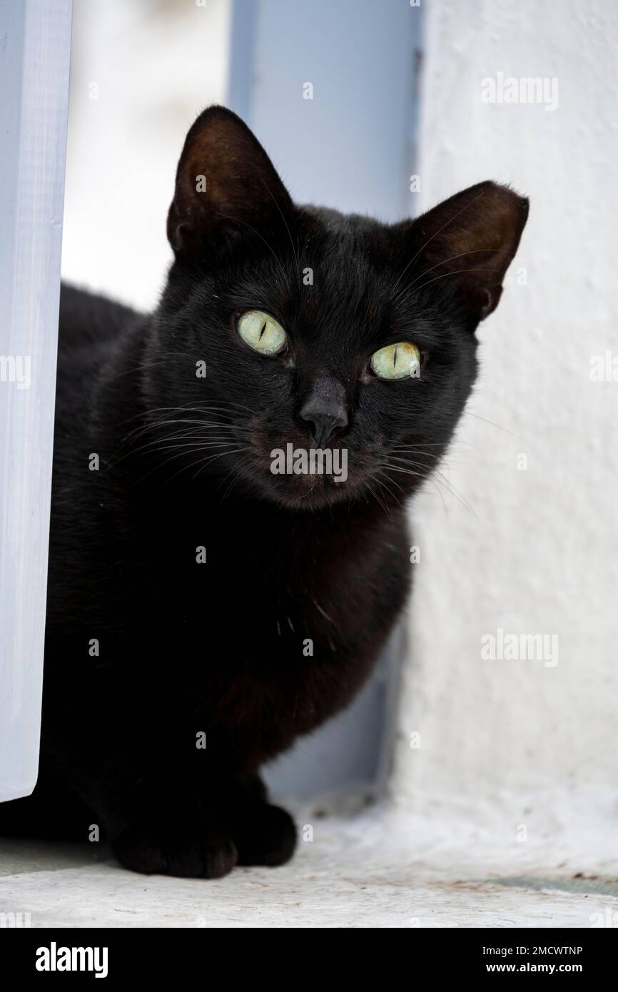 Schwarze Katze, Tierporträt Altstadt, Mykonos, Kykladen, Griechenland Stockfoto
