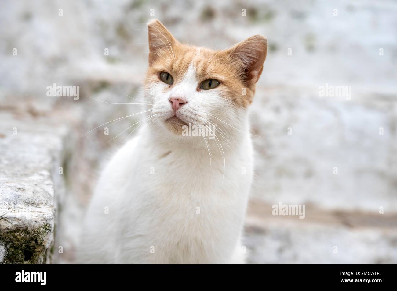 Weiße Katze mit braunem Kopf, Tierporträt, Altstadt, Mykonos, Kykladen, Griechenland Stockfoto
