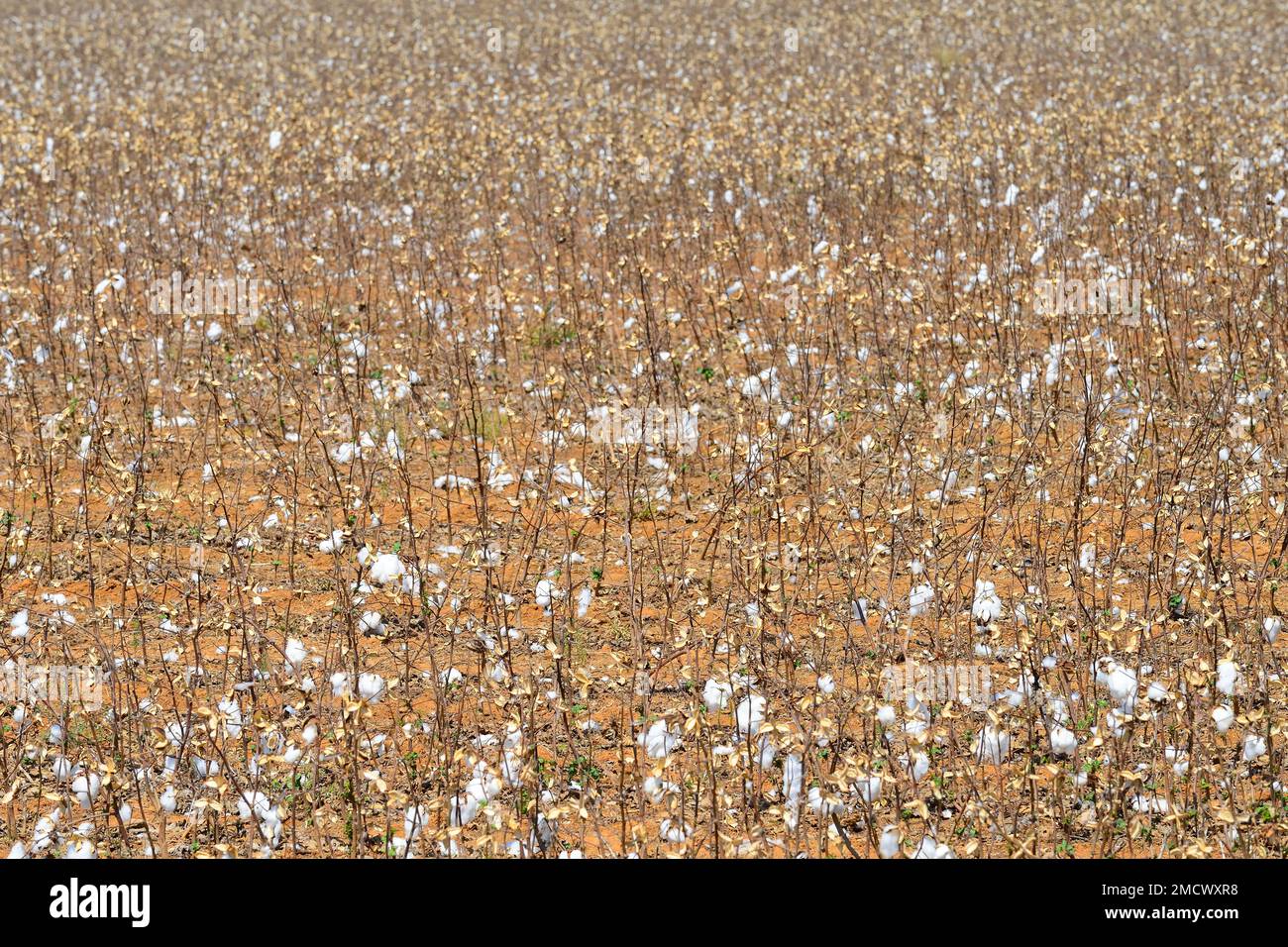 Reife Baumwolle (Gossypium) auf einem Feld, Mato Grosso, Brasilien Stockfoto
