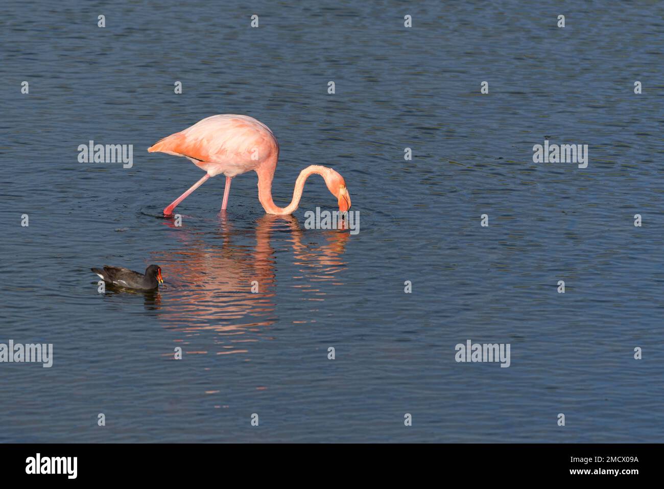 Amerikanischer Flamingo (Phoenicopterus ruber) beim Fressen, Waten im Wasser, Isabela Island, Galapagos, Ecuador Stockfoto