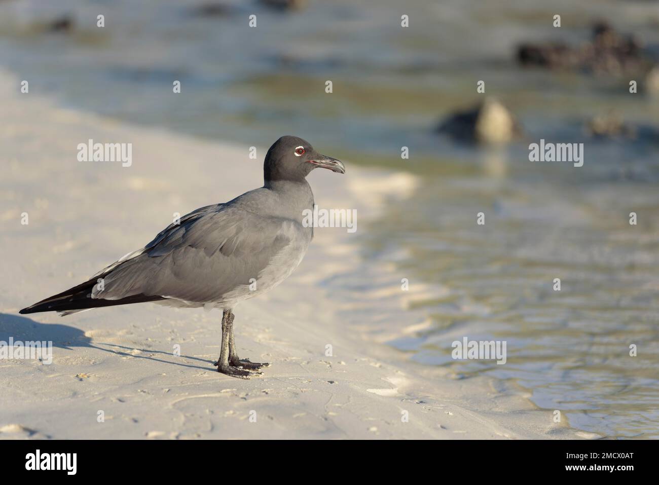 Lava-Möwe (Leucophaeus fuliginosus) im Sand, Strand, Tortuga Bay, Santa Cruz Island, Galapagos, Ecuador Stockfoto