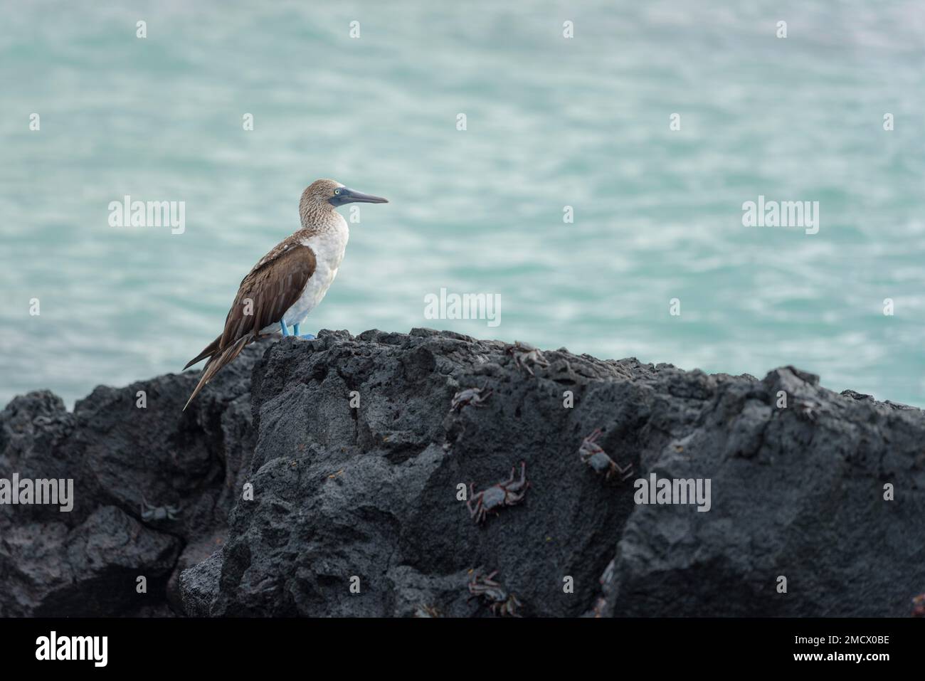 Blaufüßiger Booby (Sula nebouxii) auf Felsen, Isabela Island, Galapagos, Ecuador Stockfoto