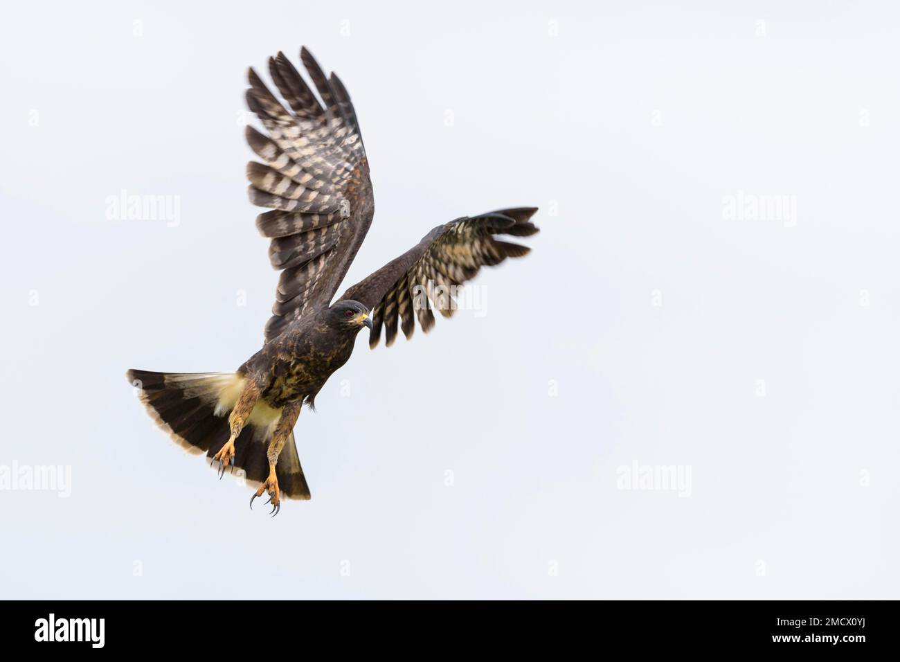 Schneckendrachen (Rostrhamus sociabilis) im Flug, mit Krallen, Marsch La Segua, Provinz Manabi, Ecuador Stockfoto