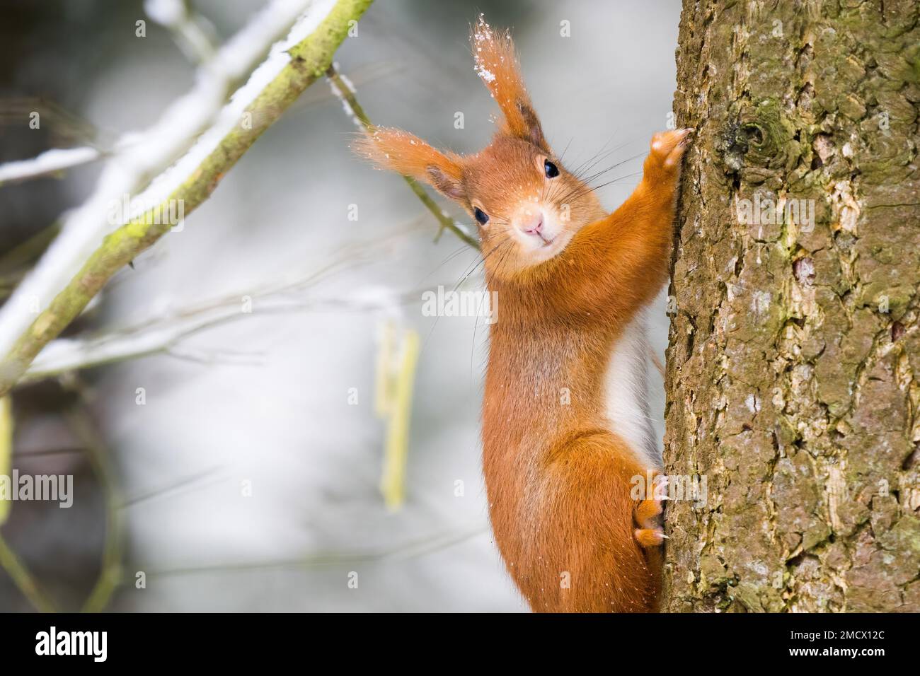 Eurasisches rotes Eichhörnchen (Sciurus vulgaris) auf einen Baumstamm klettern, Tierporträt, Hessen, Deutschland Stockfoto