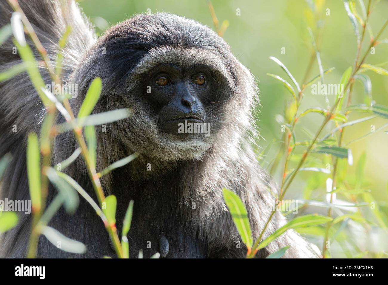 Java-Gibbon, silberner Gibbon (Hylobates Moloch), Bug-wow, durch einen Busch schauen, Bayern, Deutschland Stockfoto