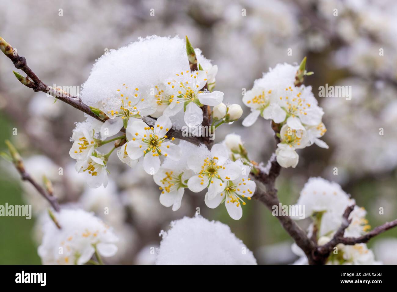 Schneebedeckte Birnenbäume blühen nach Winterbeginn, Baden-Württemberg Stockfoto