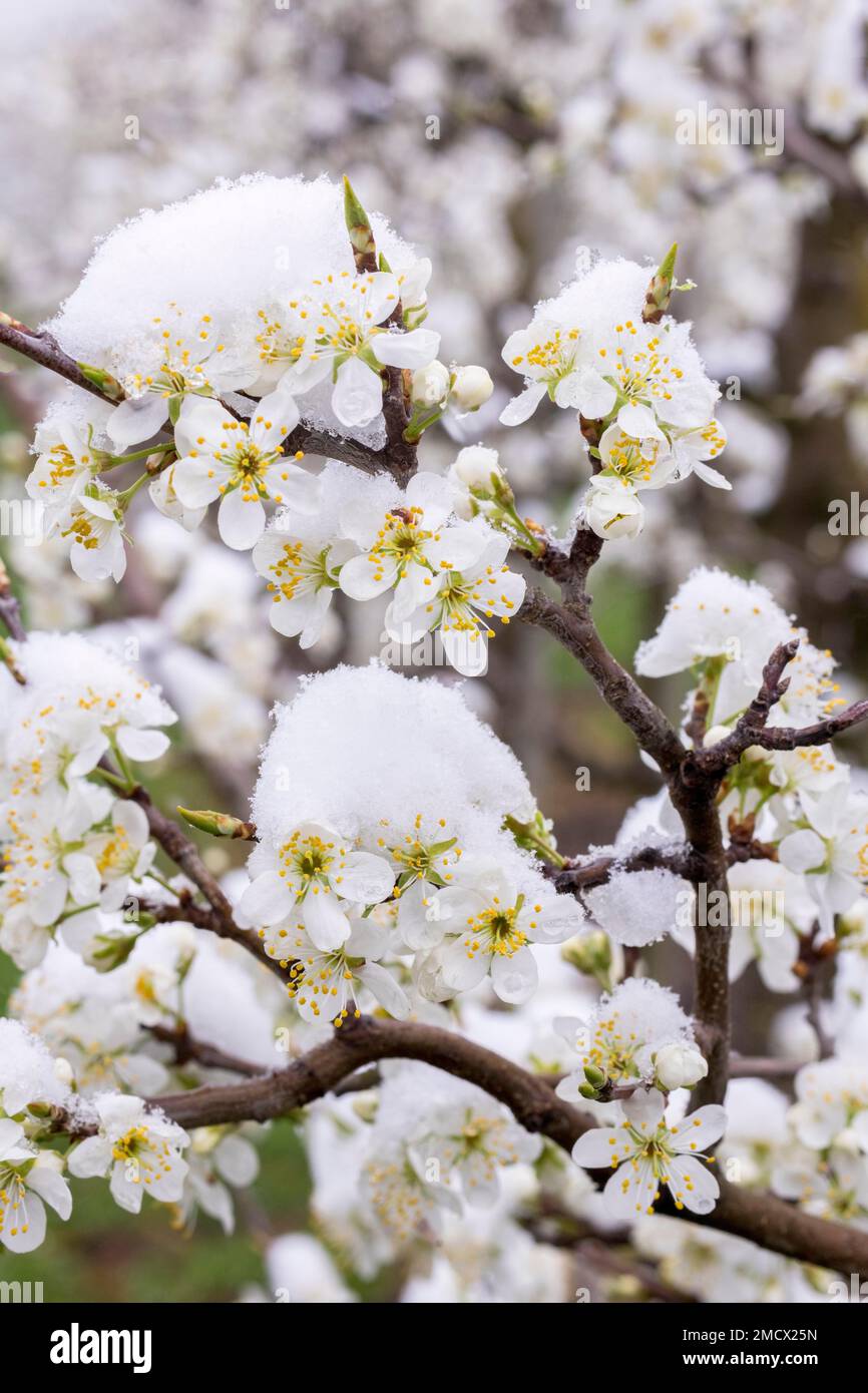 Schneebedeckte Birnenbäume blühen nach Winterbeginn, Baden-Württemberg Stockfoto