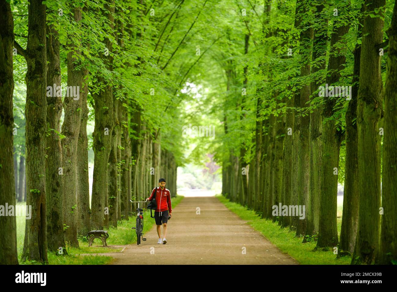 Lindenallee, Herzogin-Eleonore-Allee, Französischer Garten, Celle, Niedersachsen, Deutschland Stockfoto
