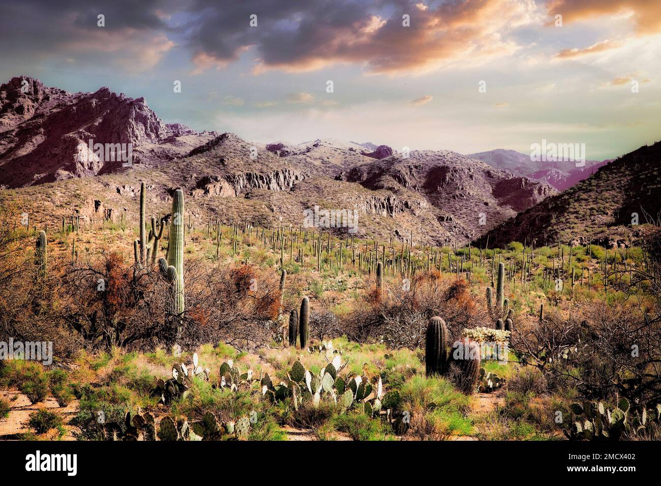Die hohen Sonoran Wüste am Sabino Canyon, Tucson, Arizona. Stockfoto