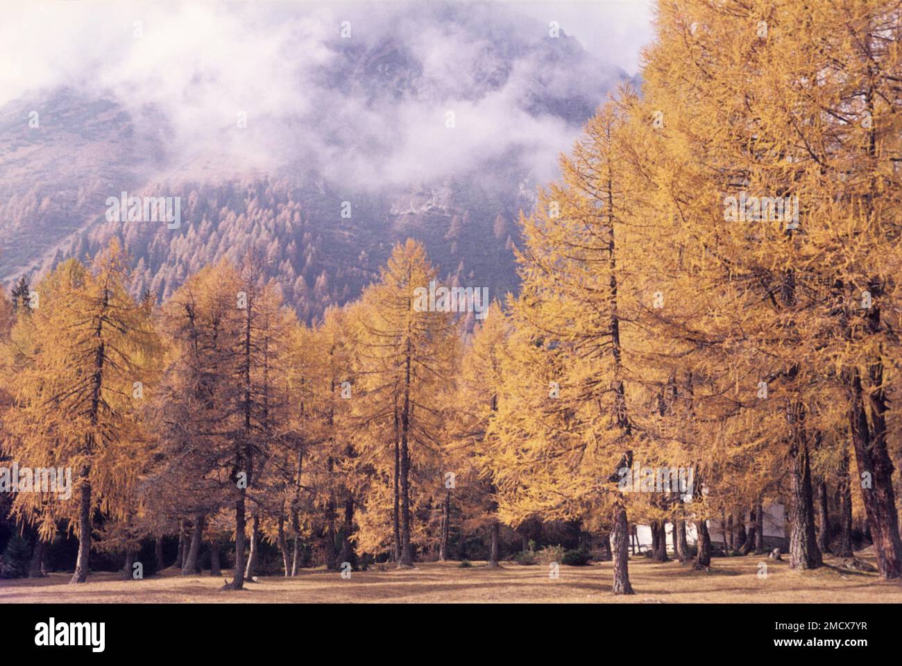 Obernberg, Brenner, Innsbruck-Land, Tirol, Österreich, Lärchenwald, Lärchen, Alpenregion, Bäume, Bäume, Malerei, Herbst, Herbst, historisch Stockfoto