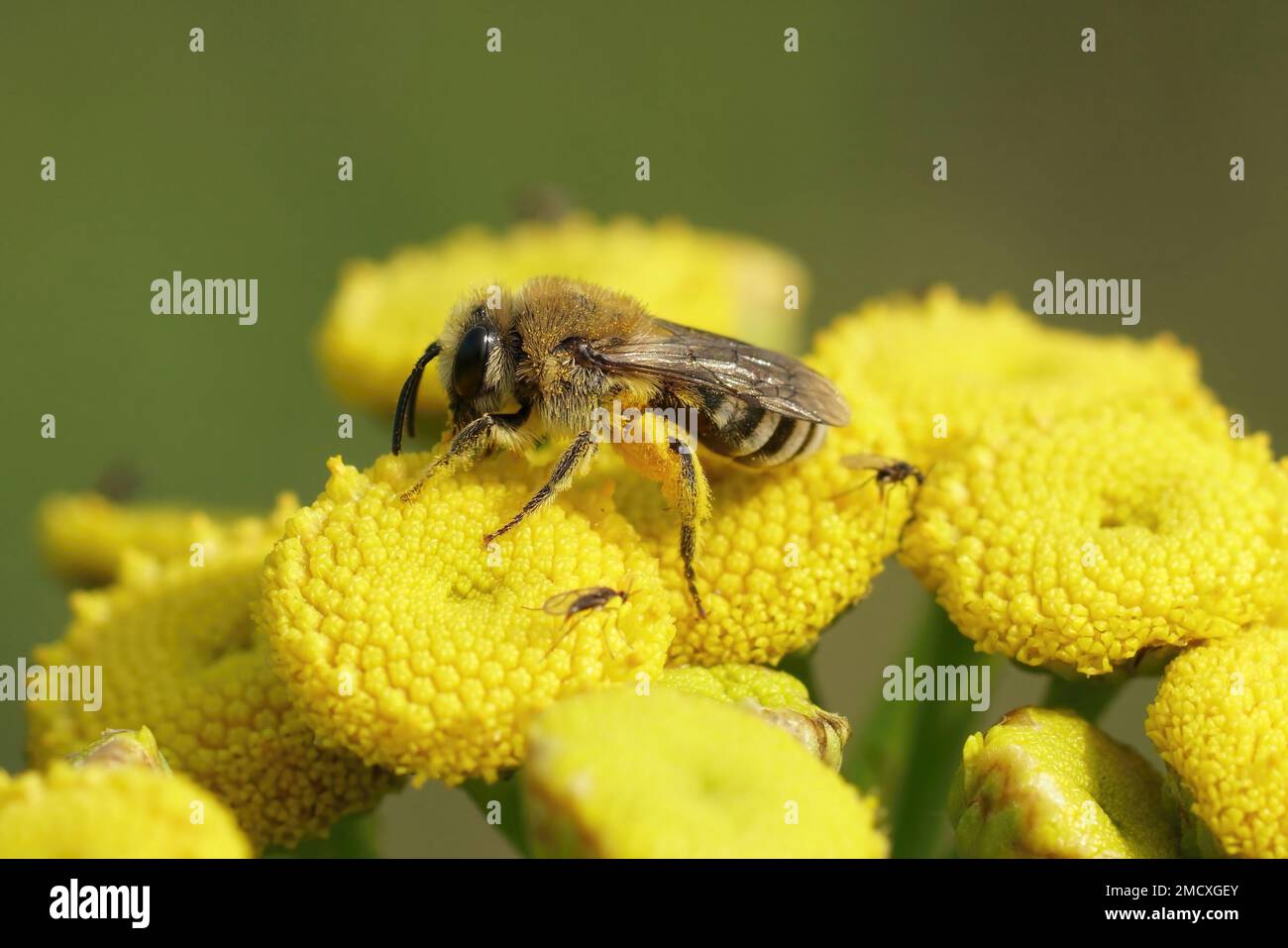 Natürliche Nahaufnahme einer Davies' Cellophan Biene, Colletes daviesanus, sitzt auf einer gelben Tansy, Tanacetum vulgare, Blume im Garten Stockfoto