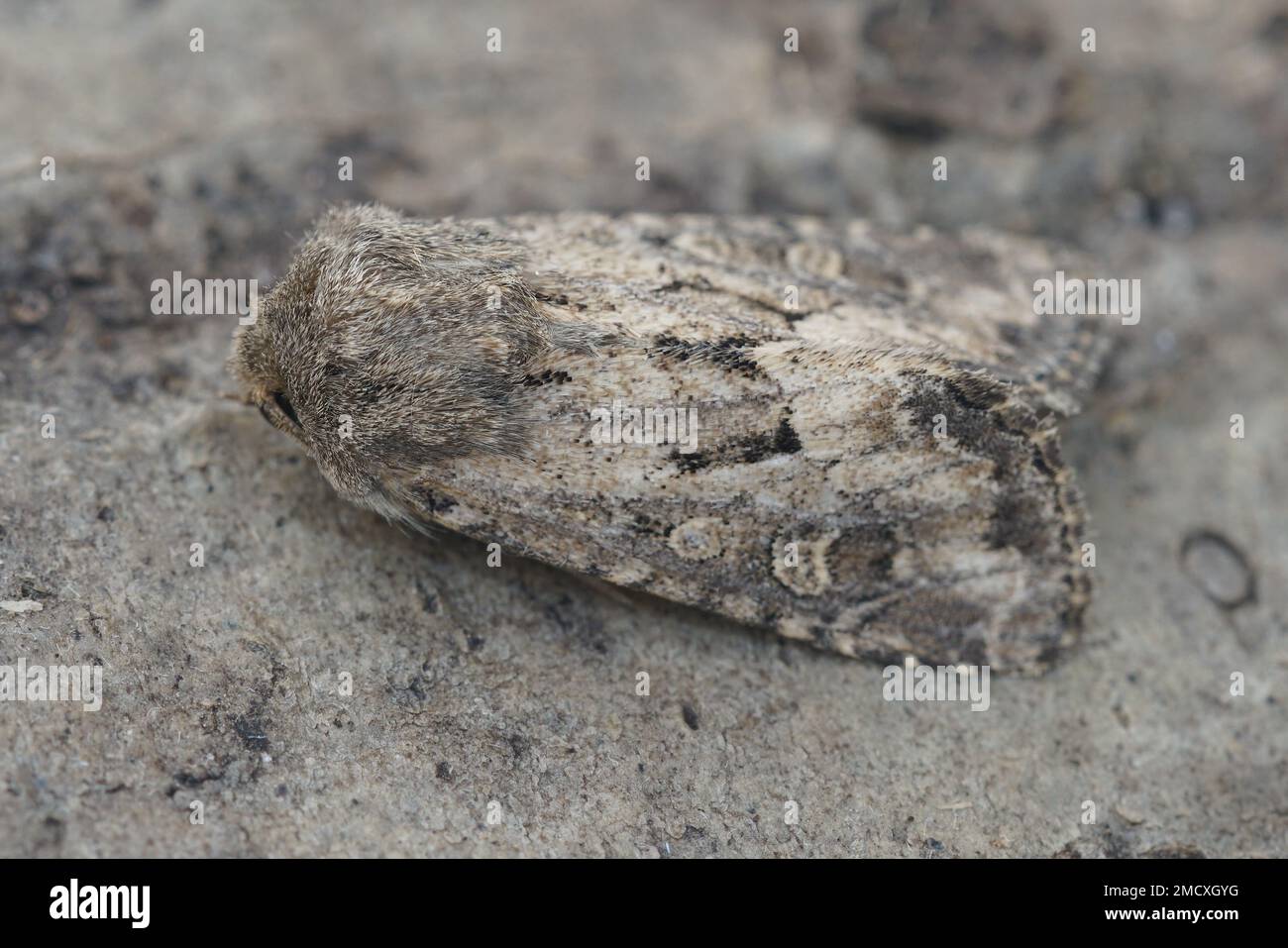 Detaillierte Nahaufnahme der stubenförmigen, rustikalen Eulenmotte Luperina testacea, die auf Holz sitzt Stockfoto