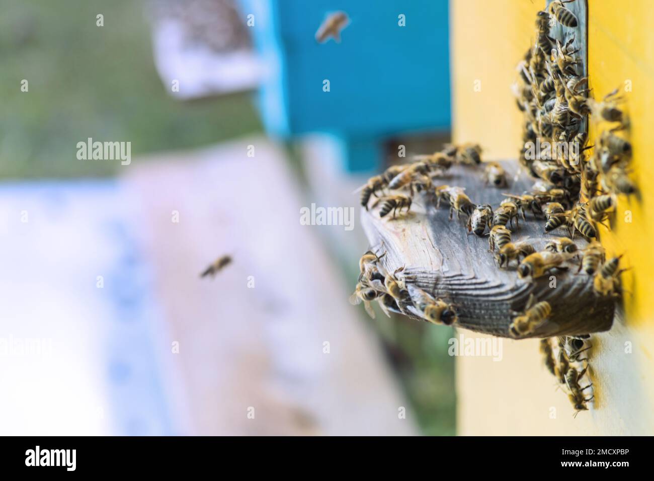 Aus Bienenstock entrancebees kriechen. Honey-bee colony Wachen der Bienenkorb von plünderungen Honigtau. Die Bienen Rückkehr in den Bienenstock nach der Tracht. Bee-g Stockfoto
