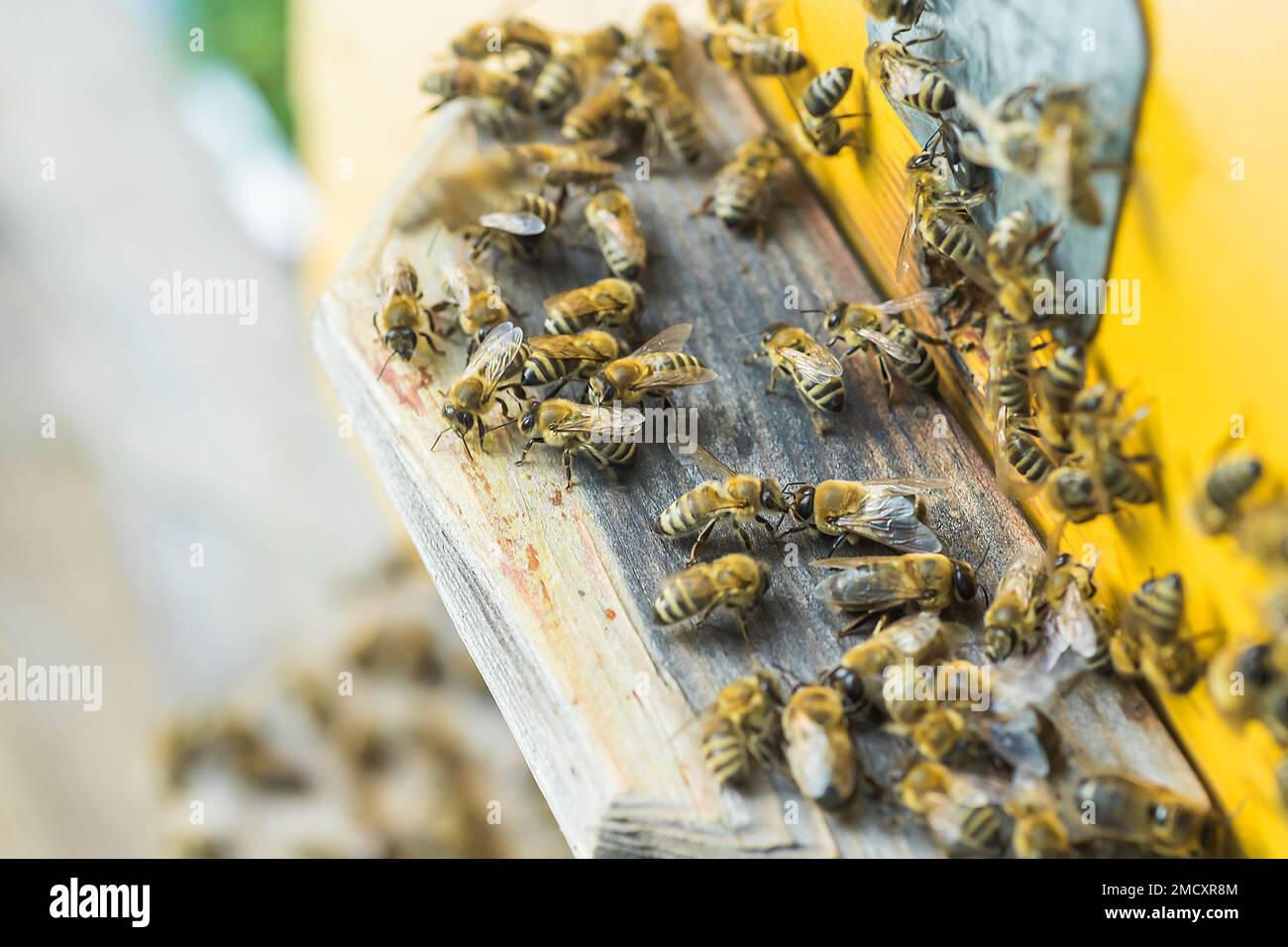 Aus Bienenstock entrancebees kriechen. Honey-bee colony Wachen der Bienenkorb von plünderungen Honigtau. Die Bienen Rückkehr in den Bienenstock nach der Tracht. Bee-g Stockfoto