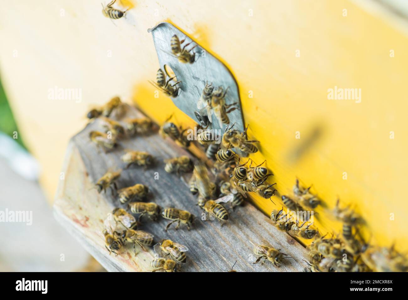 Aus Bienenstock entrancebees kriechen. Honey-bee colony Wachen der Bienenkorb von plünderungen Honigtau. Die Bienen Rückkehr in den Bienenstock nach der Tracht. Bee-g Stockfoto
