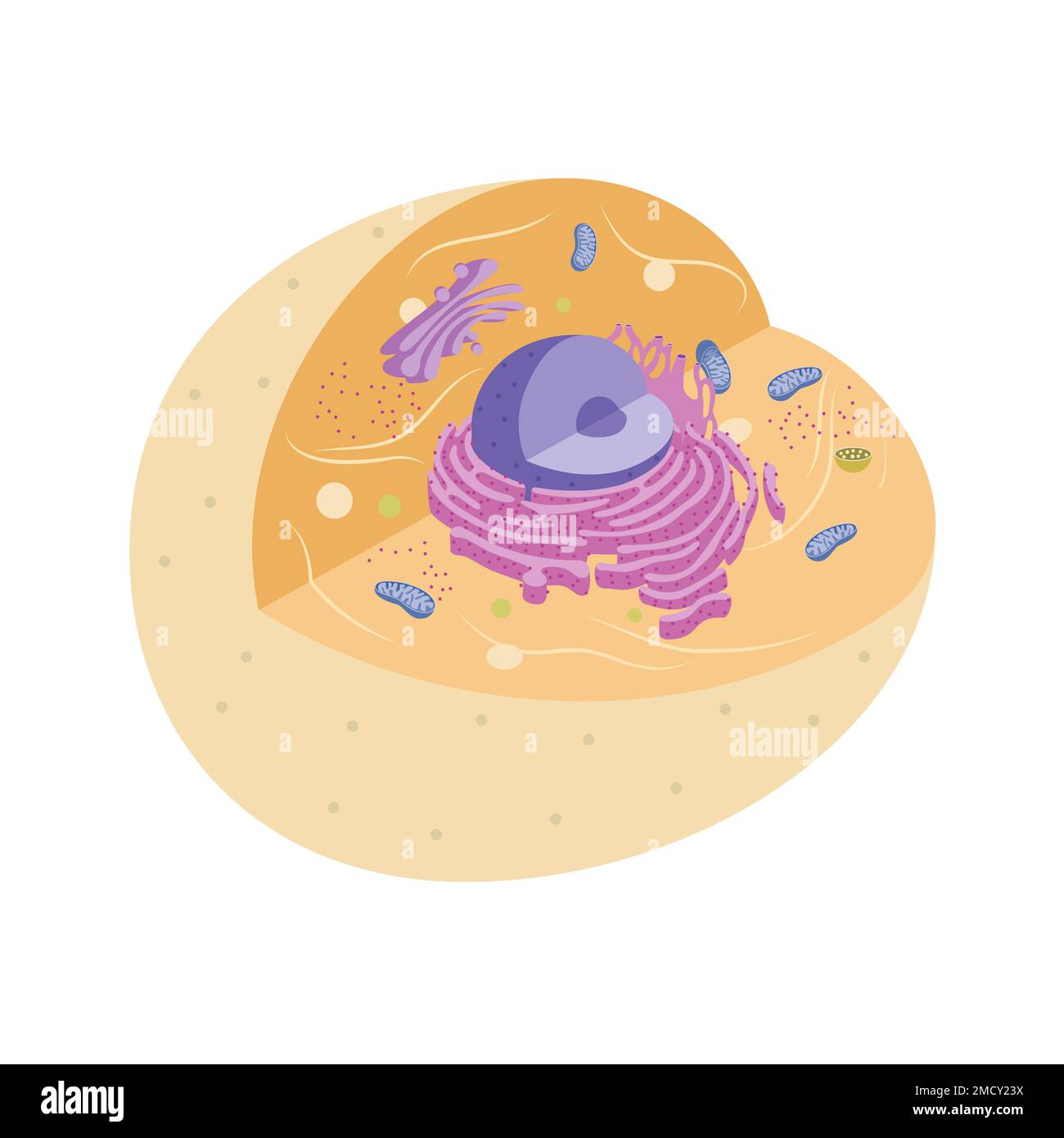 Darstellung tierischer Zellen mit Organellen Stockfoto