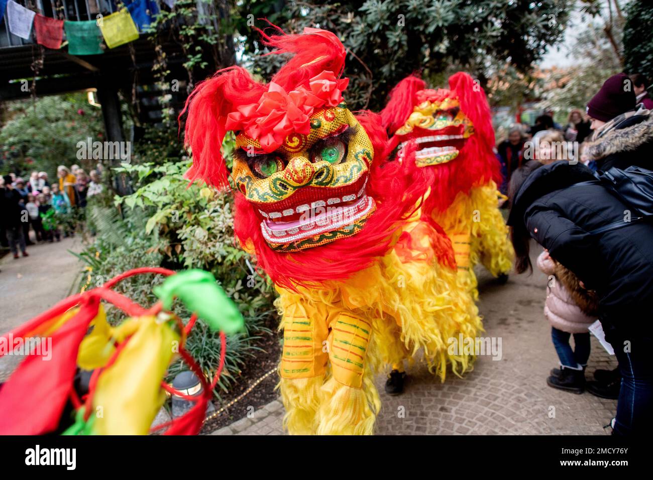 Bremen, Deutschland. 22. Januar 2023. Künstler des Wushu-Teams Zhao führen in bunten Kostümen den traditionellen Löwentanz in den Botanika-Gewächshäusern auf. Nach dem chinesischen Kalender begann das Jahr des Hasen am 22. Januar 2023. Besucher konnten die Kultur aus dem Mittleren Königreich im Botanika-Naturerlebniszentrum in Bremen bewundern. Kredit: Hauke-Christian Dittrich/dpa/Alamy Live News Stockfoto