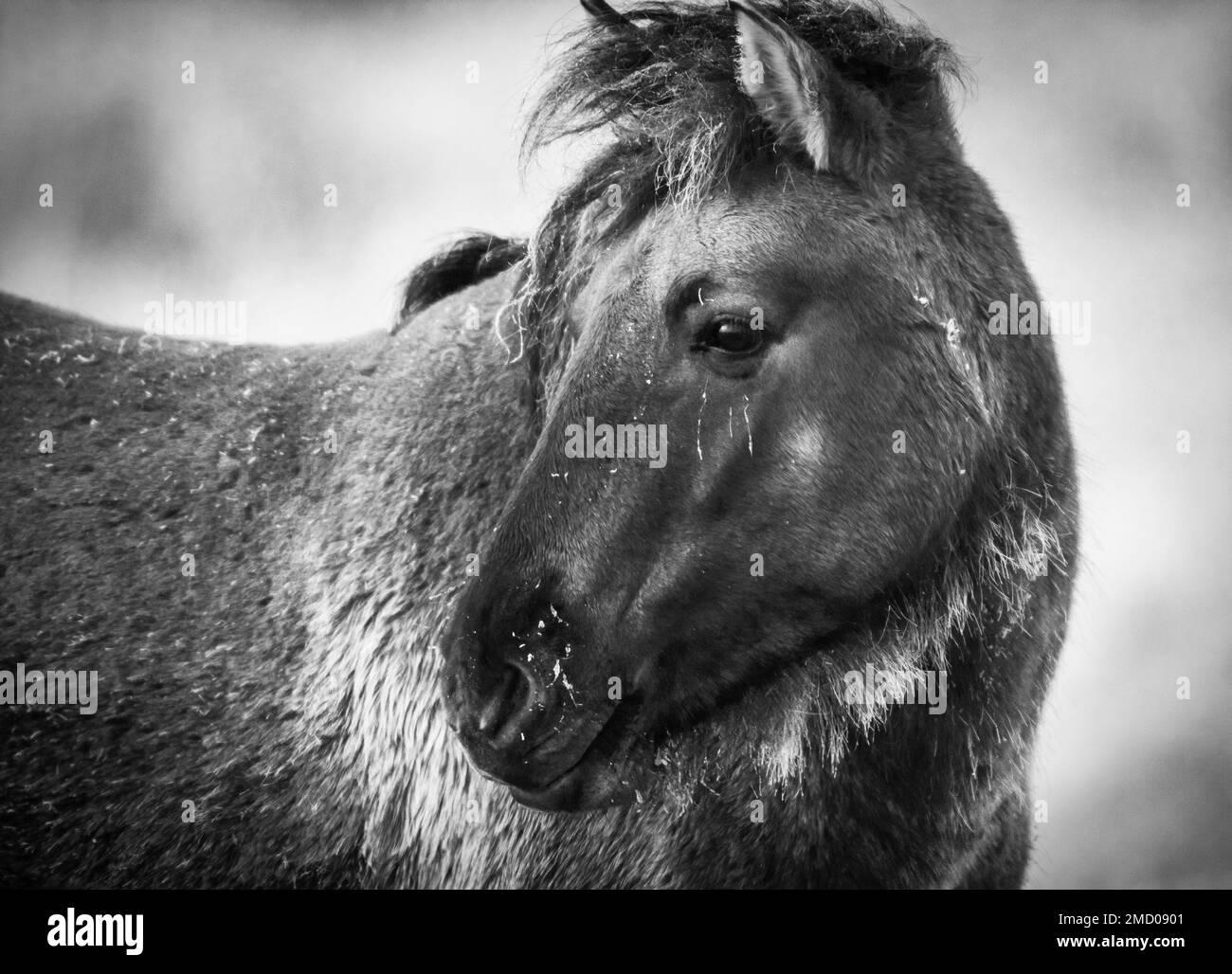 Ein sehr kaltes Konik-Pony auf Wicken Fen in Cambridgeshire, Januar 2023 Stockfoto