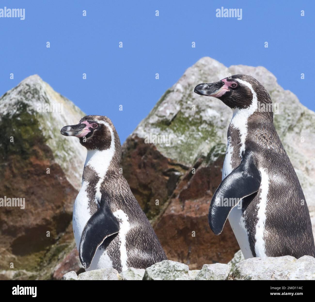 Ausgewachsene humboldt-Pinguine (Spheniscus humboldti) auf den mit Guano bedeckten Felsen der Ballestas-Inseln unter einem sonnigen blauen Himmel. Ballestas-Inseln, Paracas, Stockfoto