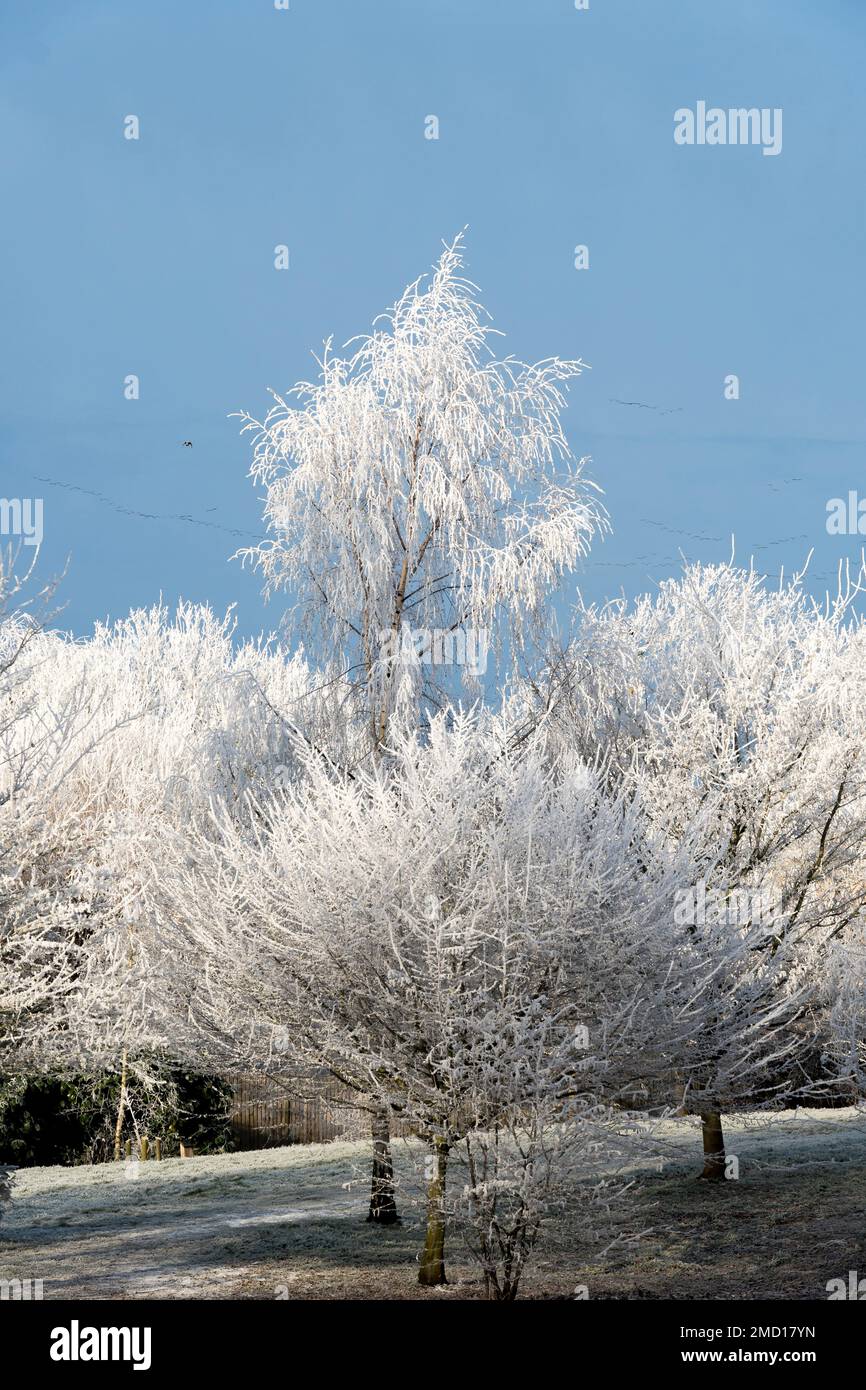 Heftiger Frost in Bäumen, Cherry Willingham, Lincolnshire, 22. Januar 2023 Stockfoto