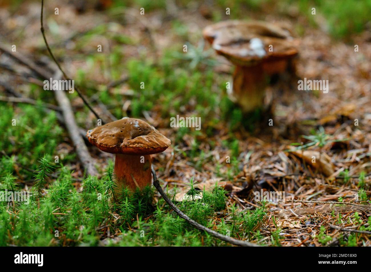 Zwei giftige Pilze wachsen im Wald nebeneinander. Stockfoto