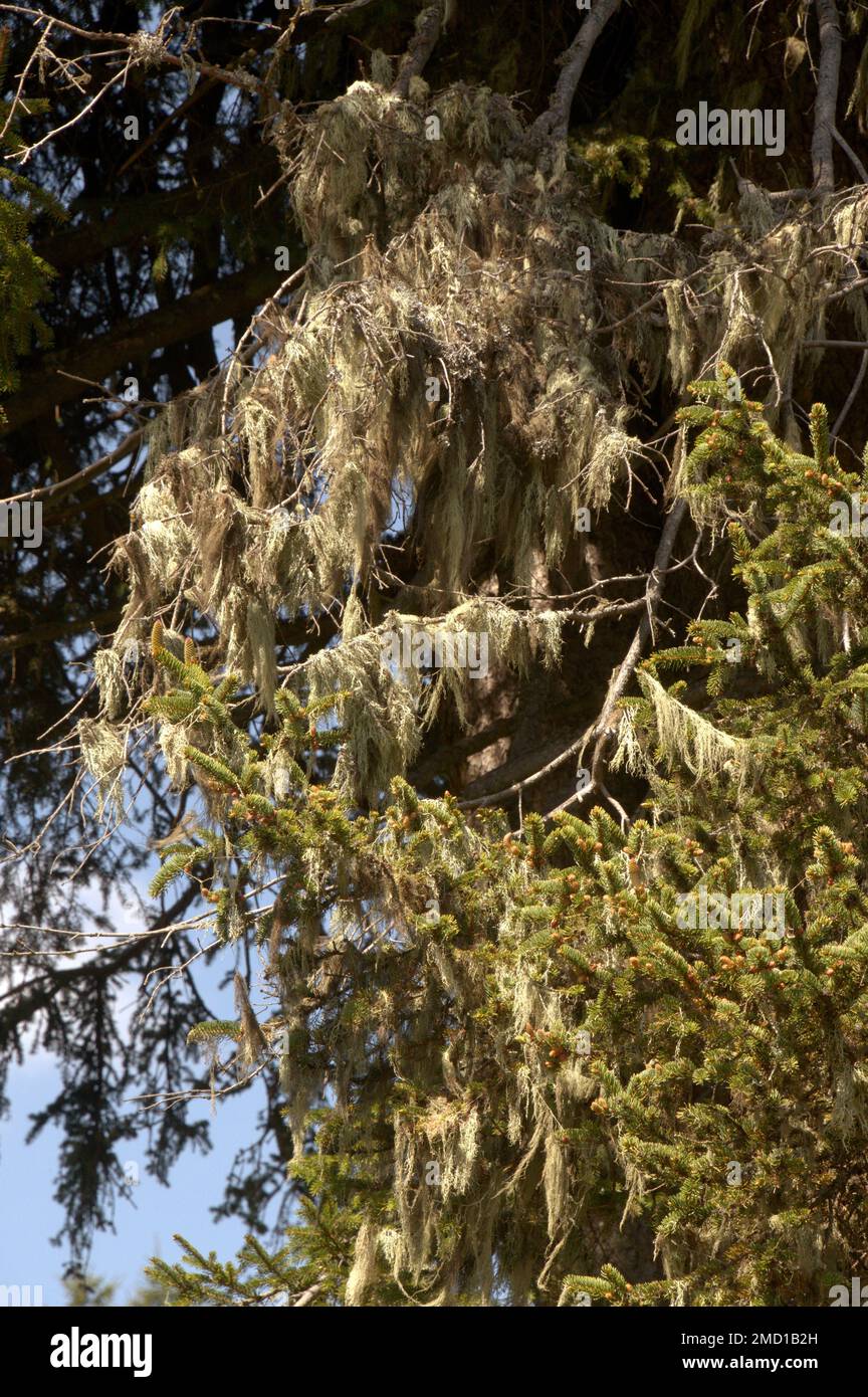 Strauchfruchtflechten auf Flumserberg in den Schweizer Alpen Stockfoto