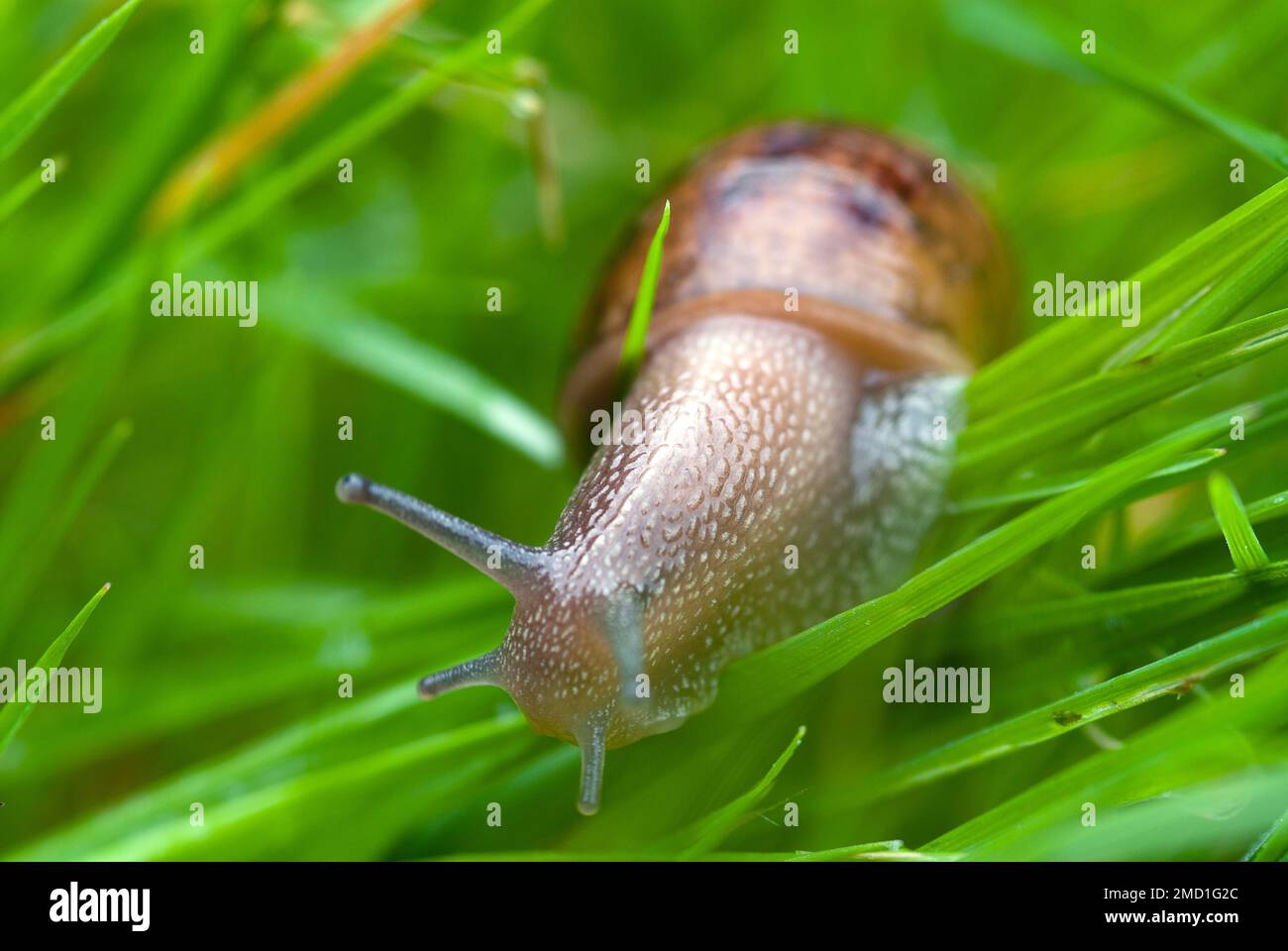 Gewöhnliche Gartenschnecke im langen Gras. Stockfoto