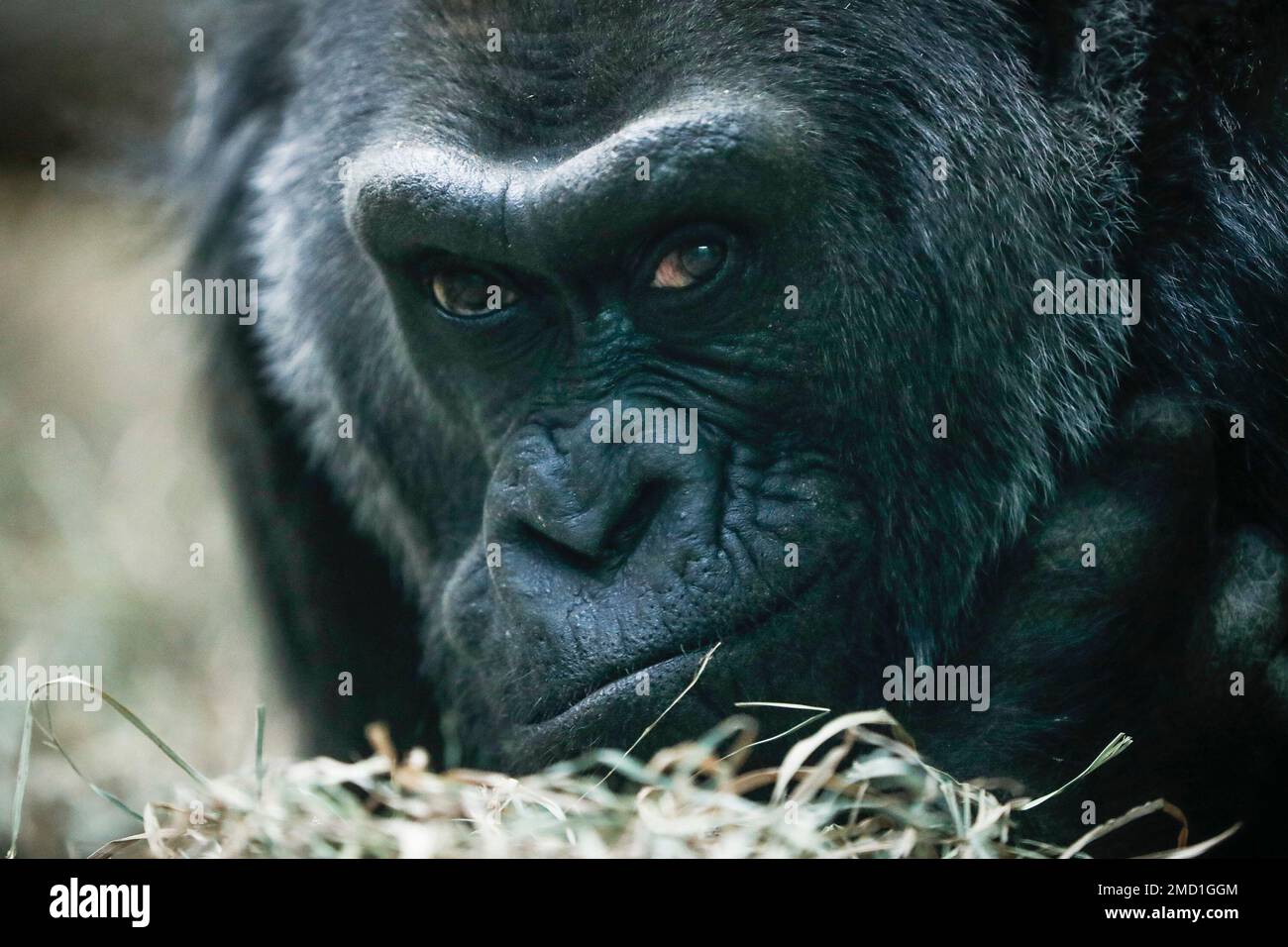 FILE - This Dec. 15, 2016, photo shows Colo, a Western Gorilla, as she ...