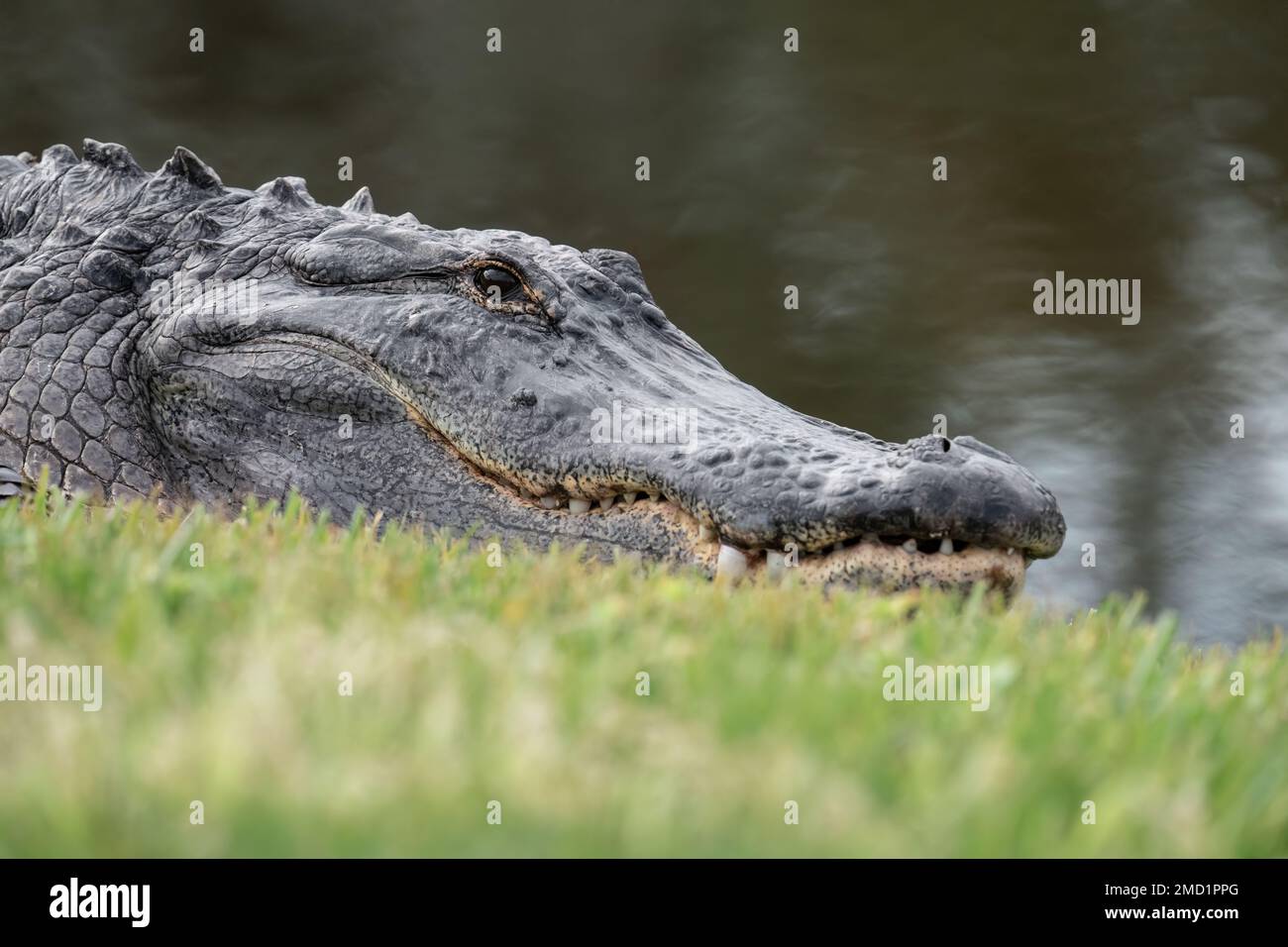 Ein amerikanischer Alligator ruht neben einem Teich im Dr. Bradford Memorial Park in der Nähe des Lake Apopka im Winter Garden, Florida. Stockfoto