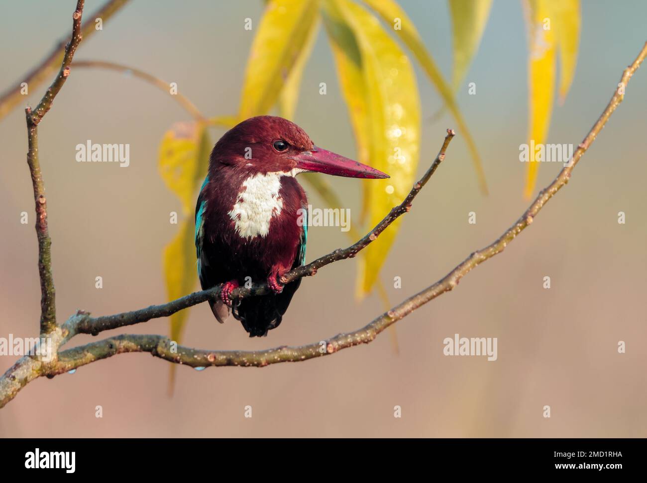 Wunderschöner Kingfisher mit weißem Kragen, hoch oben auf einem Baum. Dieses Foto wurde aus Bangladesch gemacht. Stockfoto