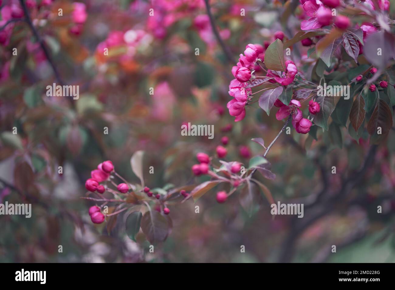 Selektiver Fokus auf Baumzweige. Nahaufnahme von leuchtend rosa Blumen, die im Frühling blühen. Die Natur. Ein blühender Ast eines rosa Apfelbaums. Helle Frühlingsblumen. Hochwertiges Foto Stockfoto