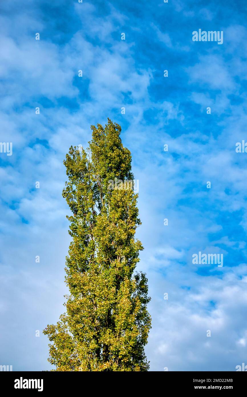 Krone einer schwarzen Pappel (Populus nigra var. Italica) Stockfoto