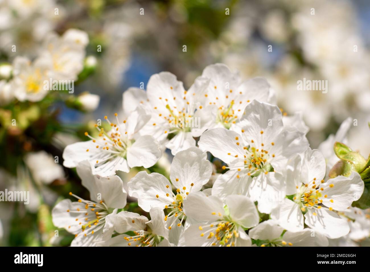 Blütenbaum Blumenquelle Natur Schönheit Kirsche Stockfoto