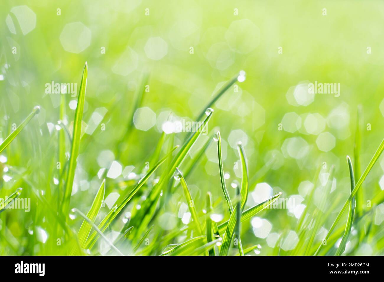 Regenwetter Grasland Schönheit Quelle Natur Stockfoto