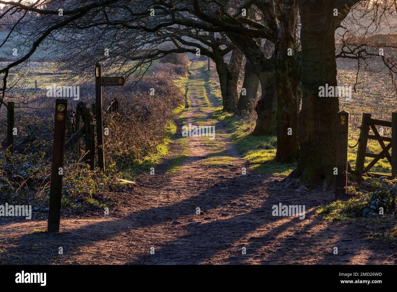 The Sandstone Trail, Bulkeley Hill Woods, Peckforton Hills, Cheshire, England, UK Stockfoto
