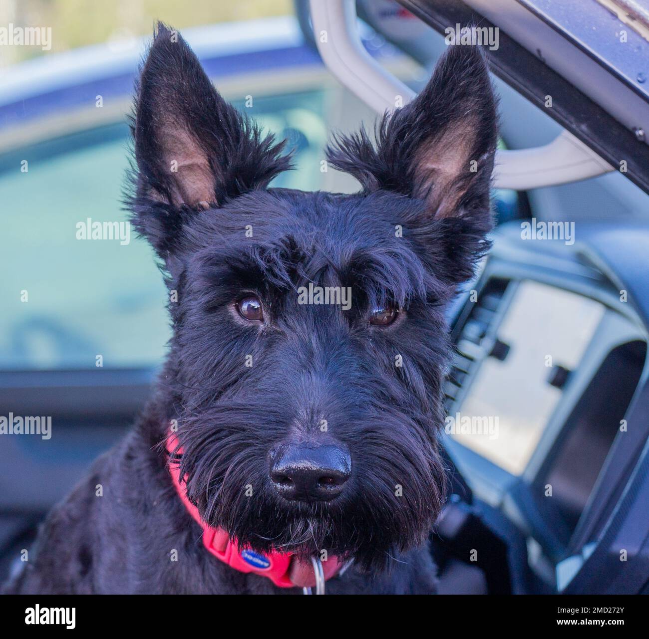 Schottischer Terrier-Hund aus nächster Nähe vor der Kamera Stockfoto