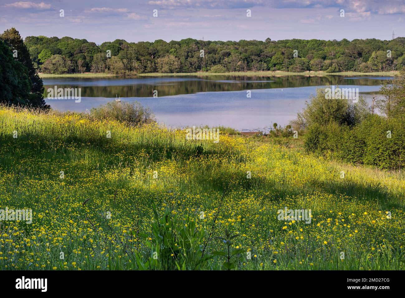 Buttercup Meadow und Rostherne Mere im Sommer, Rostherne, Cheshire, England, Großbritannien Stockfoto