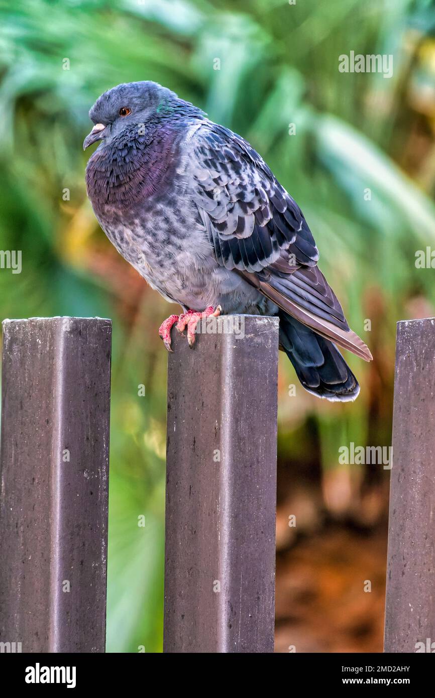 Nahaufnahme einer Taube (Columba Livia) auf einem Zaun Stockfoto