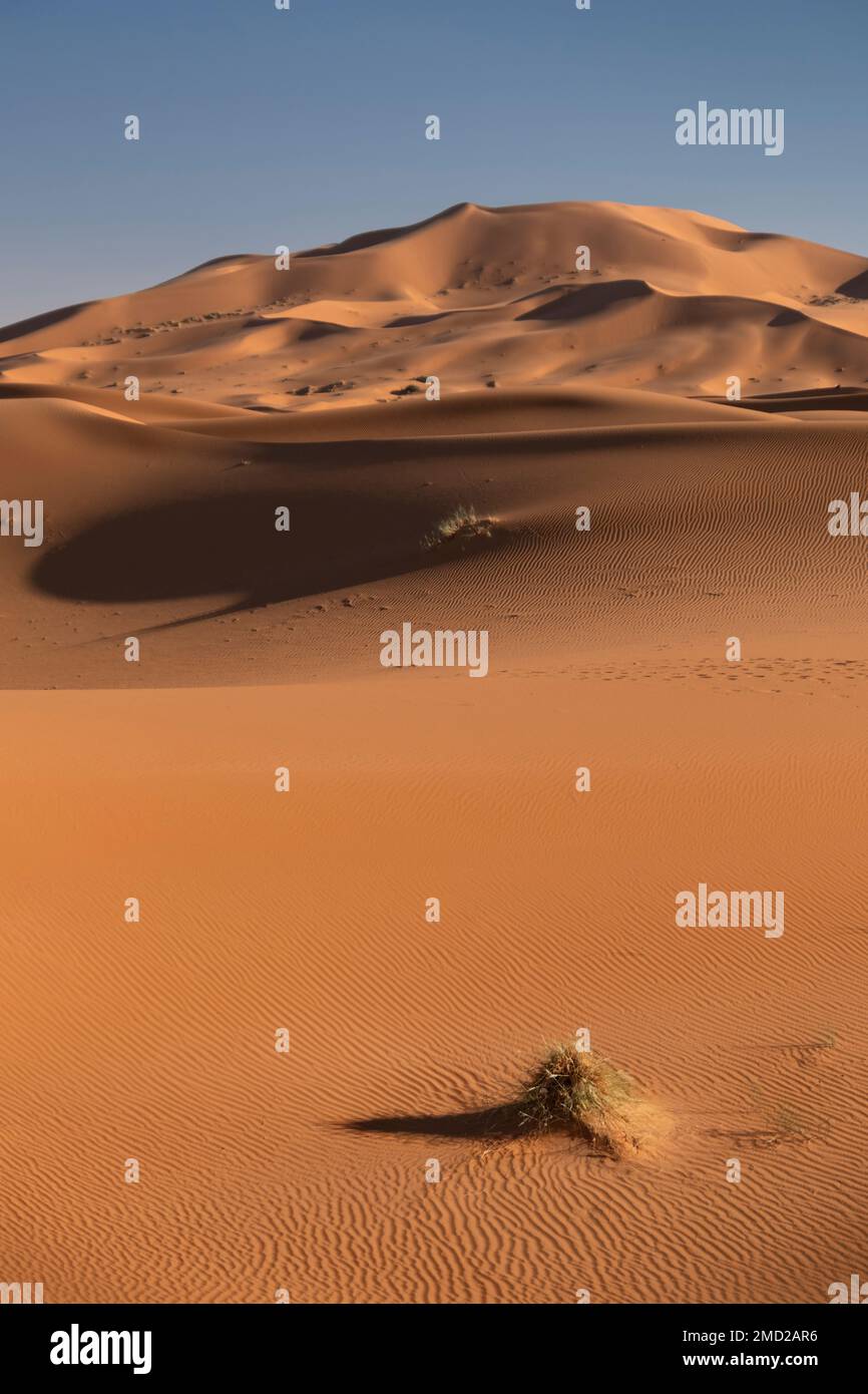 Die Sanddünen von Erg Chebbi, Sahara, Marokko, Nordafrika Stockfoto